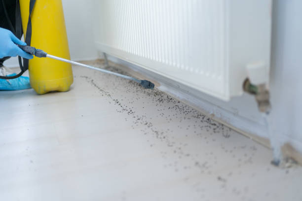 Best Flea Control Services  in Culver, OR