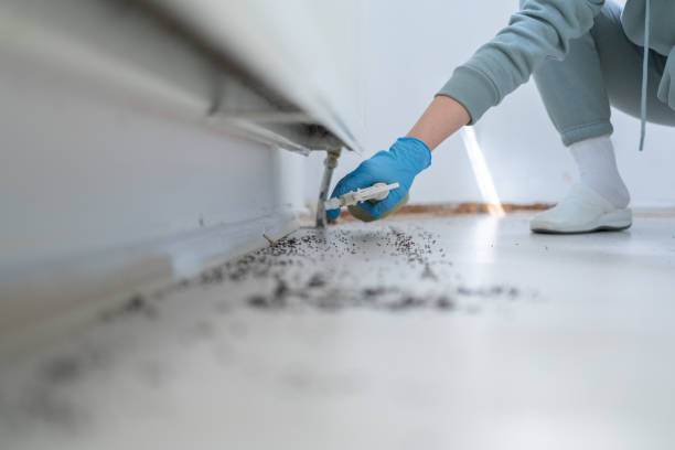 Best Wasp Removal Services  in Culver, OR